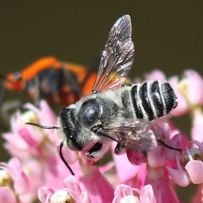 Flat-tailed Leafcutter Bee
Megachile mendica Flat-tailed Leafcutter Bee
Megachile mendica